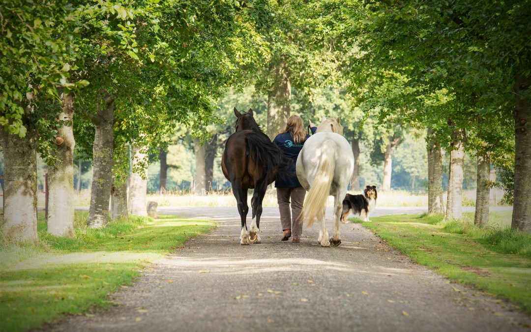 Gratis Marlene van der Poort dieren healing