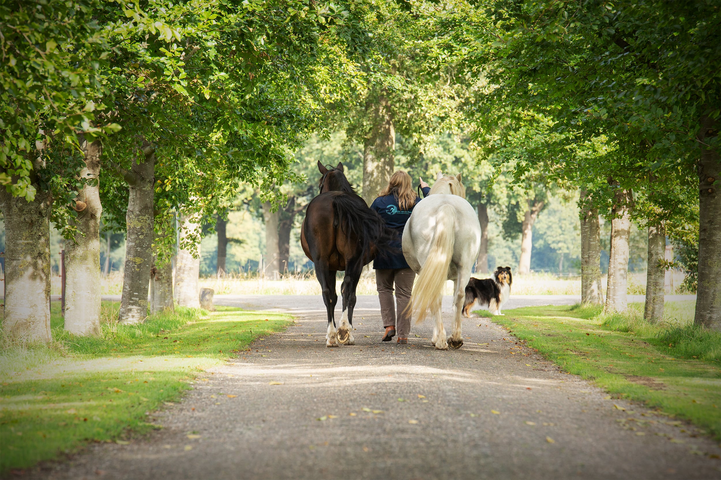 Gratis Marlene van der Poort dieren healing