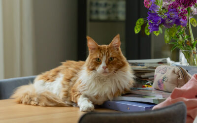 Vragen stellen en antwoorden ontvangen – de kunst van luisteren naar je dier