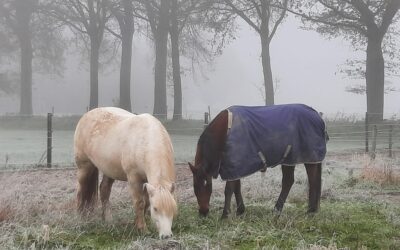 Uitzonderingen of vaste ideeën – luisteren naar wat je dier écht nodig heeft