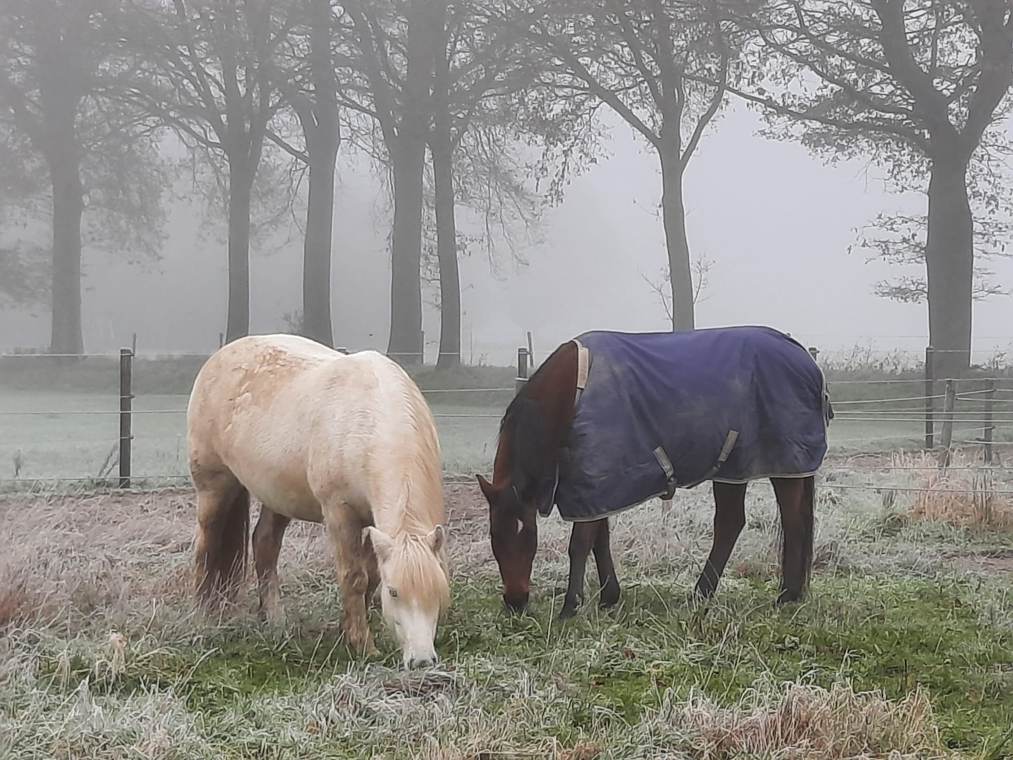 Uitzonderingen of vaste ideeën – luisteren naar wat je dier écht nodig heeft