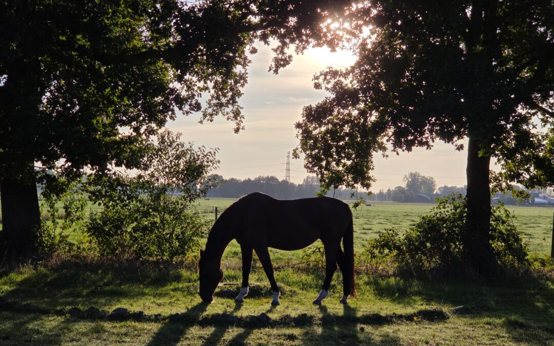 Thuiskomen – wanneer een paard weer landt in zichzelf