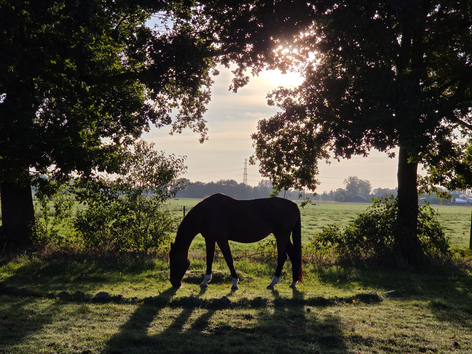 Thuiskomen – wanneer een paard weer landt in zichzelf
